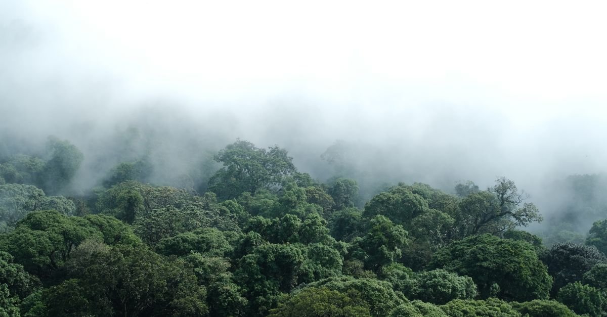 Mist drifting through a dense tropical rainforest canopy