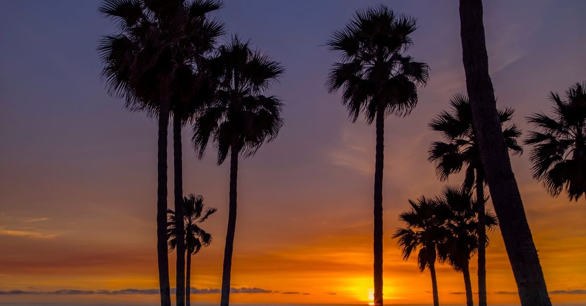 Pacific coast beach at sunset framed by palms
