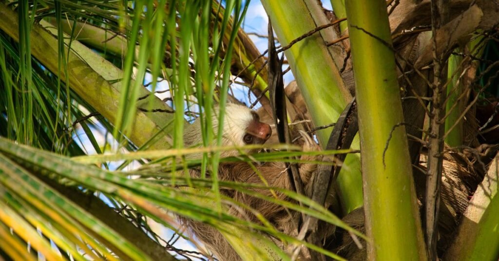 Tropical wildlife resting in rainforest foliage