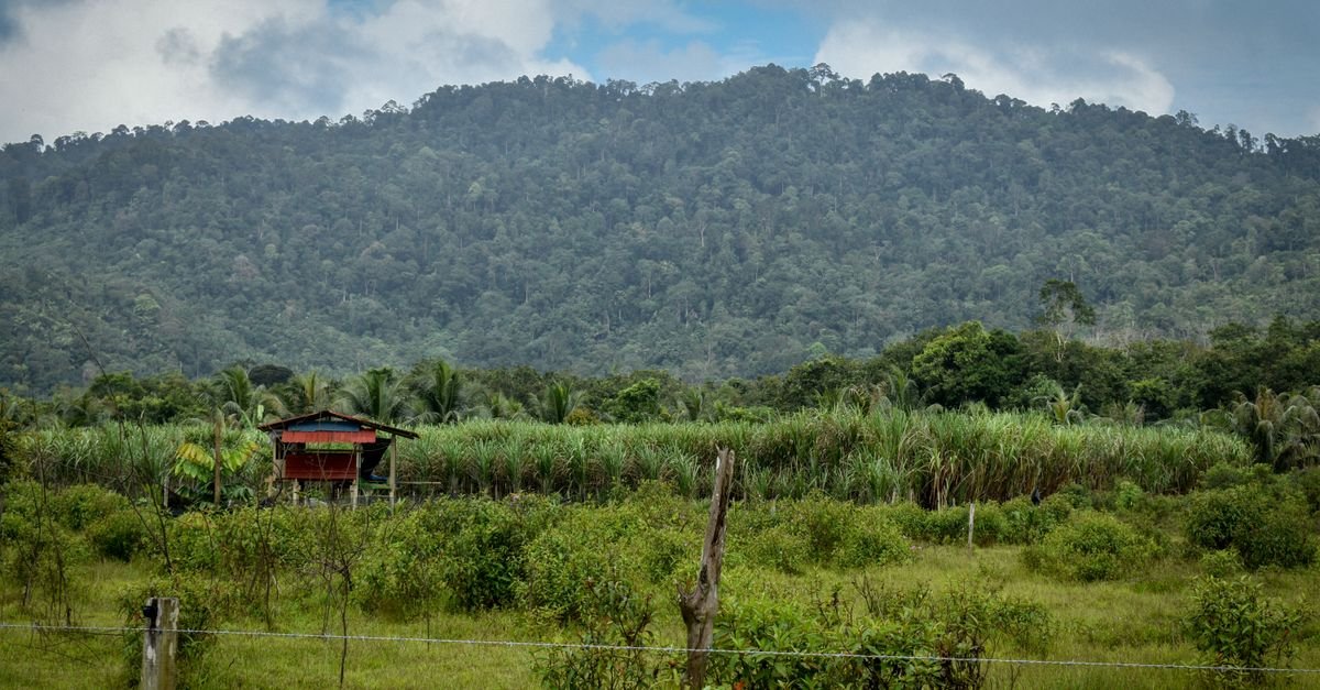 Green mountain rising behind tropical farmland