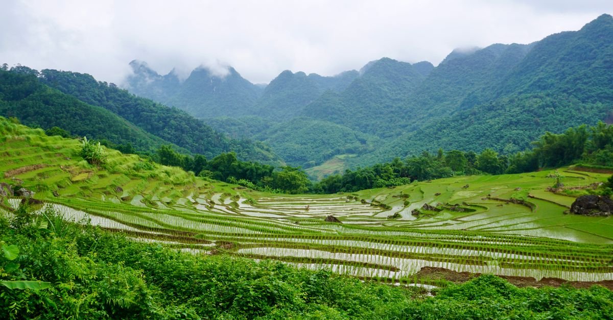 Terraced rice fields on steep green mountains